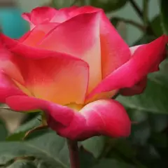Rosier Django Reinhardt® Barolbcel - Rosiers à grandes fleurs