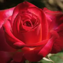 Rosier Django Reinhardt® Barolbcel - Rosiers à grandes fleurs