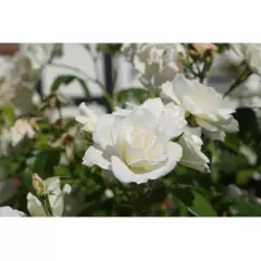Rosier Iceberg (FEE DES NEIGES) - Rosiers à massifs