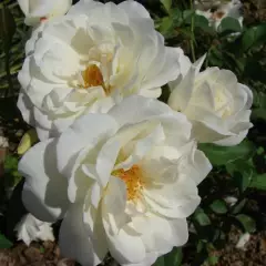 Rosier Iceberg (FEE DES NEIGES) - Rosiers à massifs