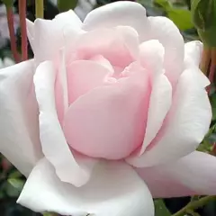 Rosier Pleureur 140 cm NEW DAWN - Rosiers tiges et pleureurs