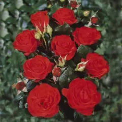 Rosier Royal Occasion synonyme Montana - Rosiers à massifs