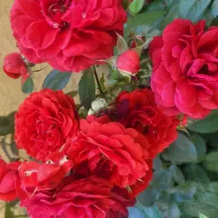 Rosier Scarlet Bonica® Meiscarlebo - Rosiers paysagers