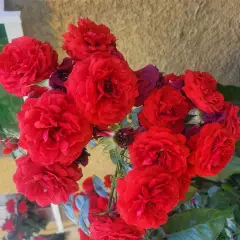 Rosier Scarlet Bonica® Meiscarlebo - Rosiers paysagers
