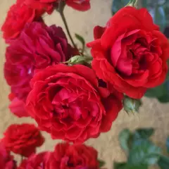 Rosier Scarlet Bonica® Meiscarlebo - Rosiers paysagers