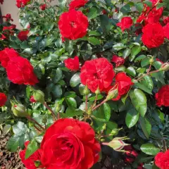 Rosier Scarlet Bonica® Meiscarlebo - Rosiers paysagers
