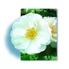 Rosier OPALIA ® Noaschnee - Décorosiers