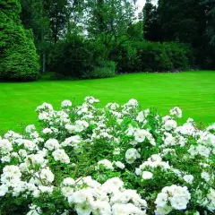 Rosier OPALIA ® Noaschnee - Décorosiers