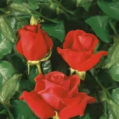 Rosier Tanellis synonyme Nuage Parfumé - Rosiers à massifs