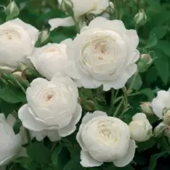 Rosier TIGE 100 cm CLAIRE AUSTIN ® Ausprior - Rosiers tiges et pleureurs