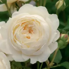 Rosier TIGE 100 cm CLAIRE AUSTIN ® Ausprior - Rosiers tiges et pleureurs
