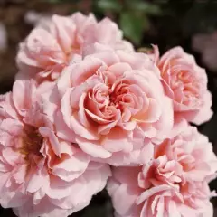 Rosier Botticelli® Meisylpho - Rosiers à massifs