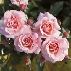 Rosier Botticelli® Meisylpho - Rosiers à massifs