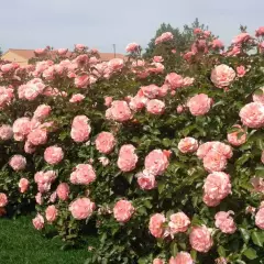 Rosier Botticelli® Meisylpho - Rosiers à massifs