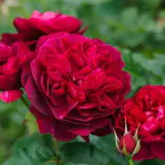 Rosier TIGE 100 cm DARCEY BUSSELL ® Ausdecorum - Rosiers tiges et pleureurs