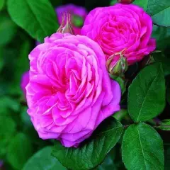 Rosier TIGE 100 cm GERTRUDE JEKYLL ® Ausboard - Rosiers tiges et pleureurs