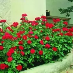 Rosier Chorus® Meijulita - Rosiers à massifs