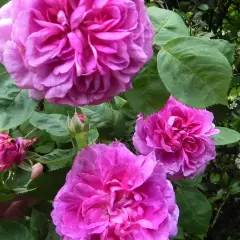 Rosier ANCIEN Rose De Rescht - Rosiers à grandes fleurs
