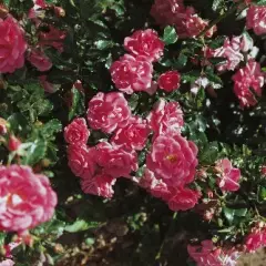 Rosier Korsilan synonyme Beauce - Rosiers couvre-sol et tapissants