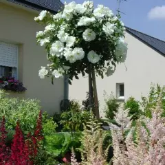 Rosier TIGE 100 cm OPALIA ® Noaschnee - Rosiers tiges et pleureurs