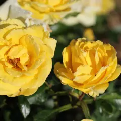 Rosier Rayon De Soleil® Meianycid - Rosiers à massifs