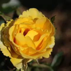 Rosier Rayon De Soleil® Meianycid - Rosiers à massifs