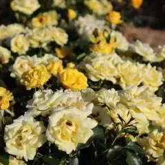 Rosier Rayon De Soleil® Meianycid - Rosiers à massifs