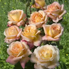 Rosier Acapulco® Reulife - Rosiers à grandes fleurs