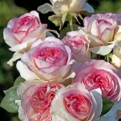 Rosier Boréale® Tan03025 - Rosiers à grandes fleurs