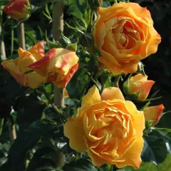Rosier Xcellence De Frontignan® Tan10553 - Rosiers paysagers