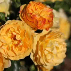 Rosier Xcellence De Frontignan® Tan10553 - Rosiers paysagers