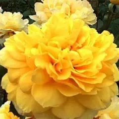 Rosier Gold Glow - Rosiers à grandes fleurs
