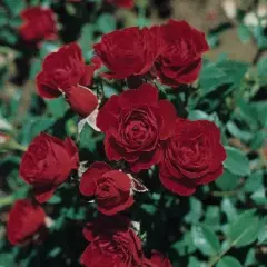 Rosier Joerger synonyme Roma - Rosiers nains