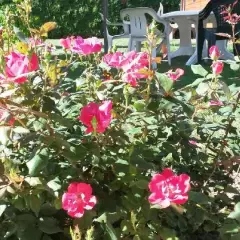 Rosier Knock Out® Radrazz - Rosiers paysagers