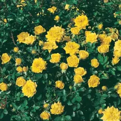 Rosier Bijou D'or® Tanledolg - Rosiers nains