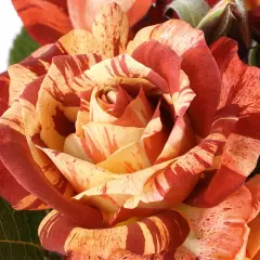 Rosier Poséidon® Oralodsem - Rosiers arbustifs