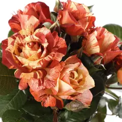 Rosier Poséidon® Oralodsem - Rosiers arbustifs