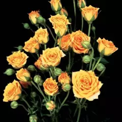 Rosier Clémentine ® Tanogrew - Rosiers nains
