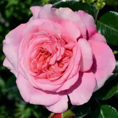 Rosier Pink Voluptia® Noa1811108 - Rosiers à grandes fleurs