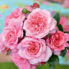 Rosier Pink Voluptia® Noa1811108 - Rosiers à grandes fleurs