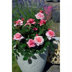 Rosier Pink Voluptia® Noa1811108 - Rosiers à grandes fleurs