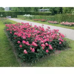 Rosier Crazy Pink Voluptia ® Noa16071 - Rosiers à grandes fleurs