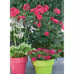Rosier Crazy Pink Voluptia ® Noa16071 - Rosiers à grandes fleurs