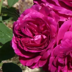 Rosier Purple Voluptia® Noa38121 - Rosiers à grandes fleurs