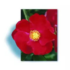 Rosier Vesuvia® Noa 201130 - Rosiers grimpants