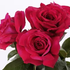 Rosier Reine Des Parfums® Ora9898B - Rosiers à grandes fleurs