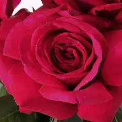 Rosier Reine Des Parfums® Ora9898B - Rosiers à grandes fleurs