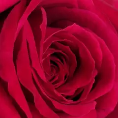 Rosier Reine Des Parfums® Ora9898B - Rosiers à grandes fleurs