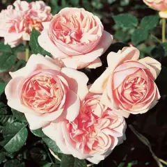 Rosier Laurette Fugain® Tan00847 - Rosiers à grandes fleurs