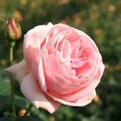 Rosier Laurette Fugain® Tan00847 - Rosiers à grandes fleurs